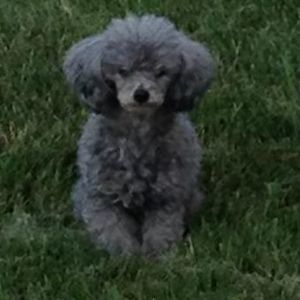 Meet your Posher, Casey